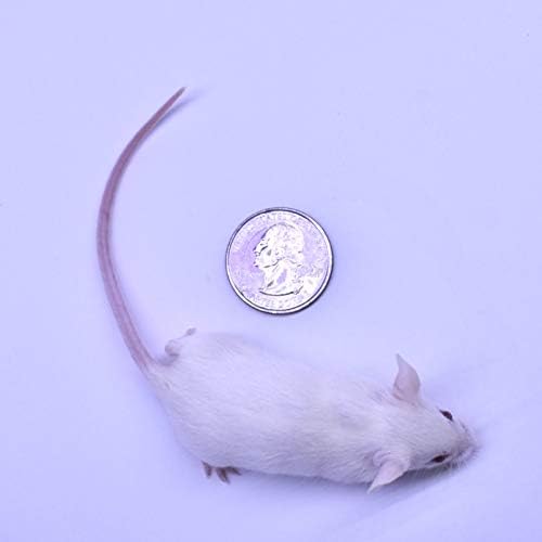 MiceDirect 150 Frozen Mice Combo Pack of 75 Weanlings and 75 Small Adult Feeders Snake Food for Mice for Adult Sand Boa Corn Milk Snakes (2-3 in)(Pack of 150)(2400 Grams Min)