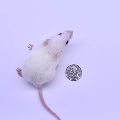 MiceDirect Frozen Rat Combo Pack of Weanling & Small Feeder Rats Weanlings & Rat Smalls Feeder Food for Snakes and Reptiles (40)
